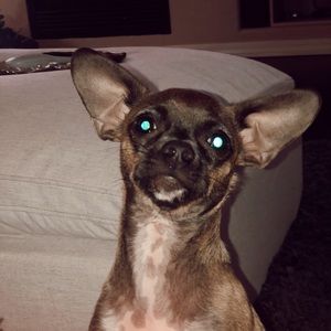 Meet your Posher, Simone